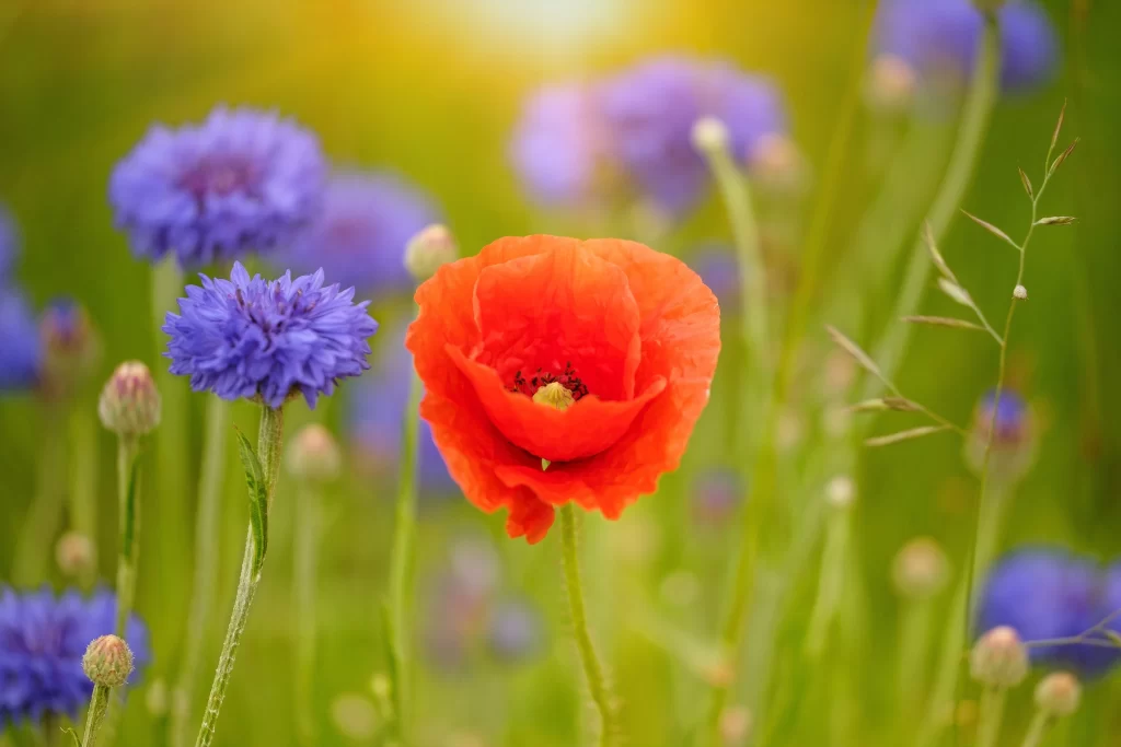 Red Corn Poppy Petals Blue Cornflower Green Grass