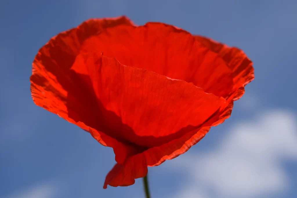 Red Corn Poppy Petals Bright Sky