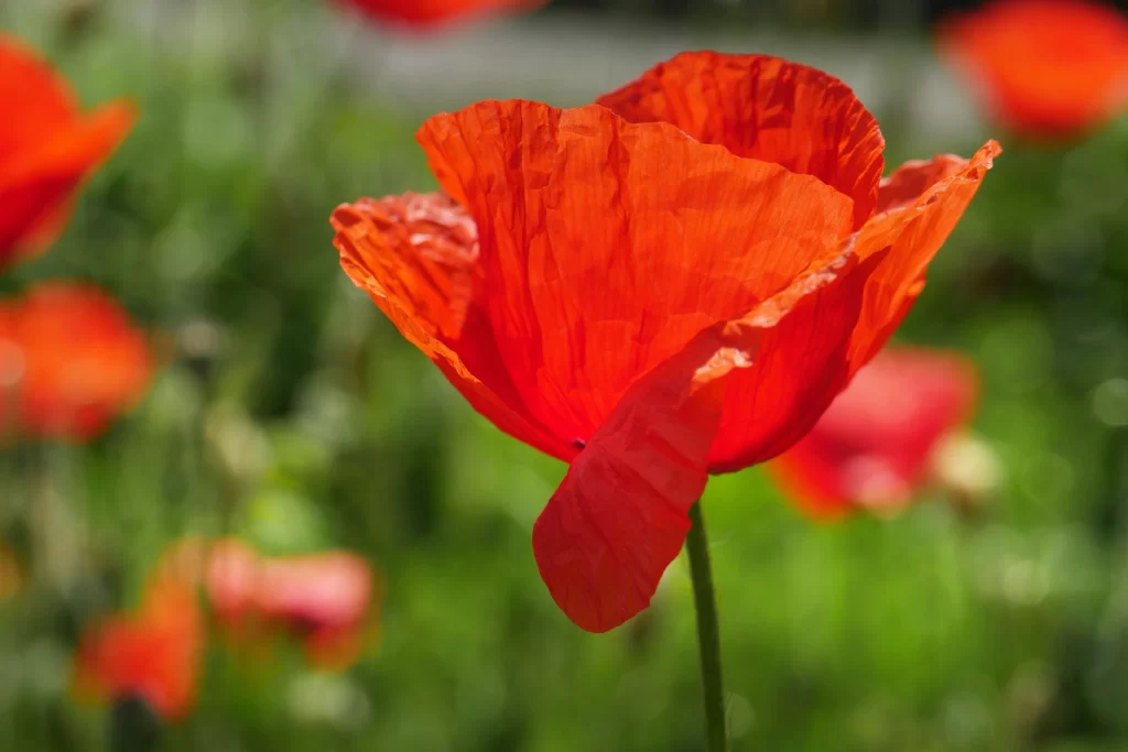 Red Corn Poppy Petals Bright Green