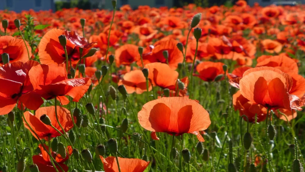 Red Corn Poppy Petals Bright Green Stems