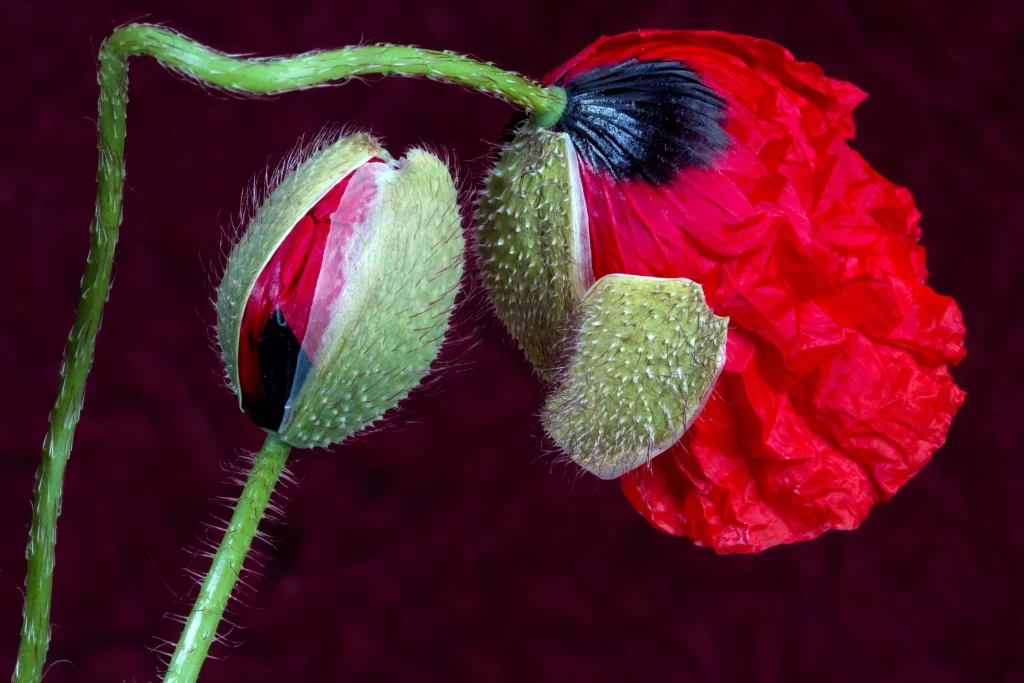 Red Corn Poppy Petals Bud Black Center