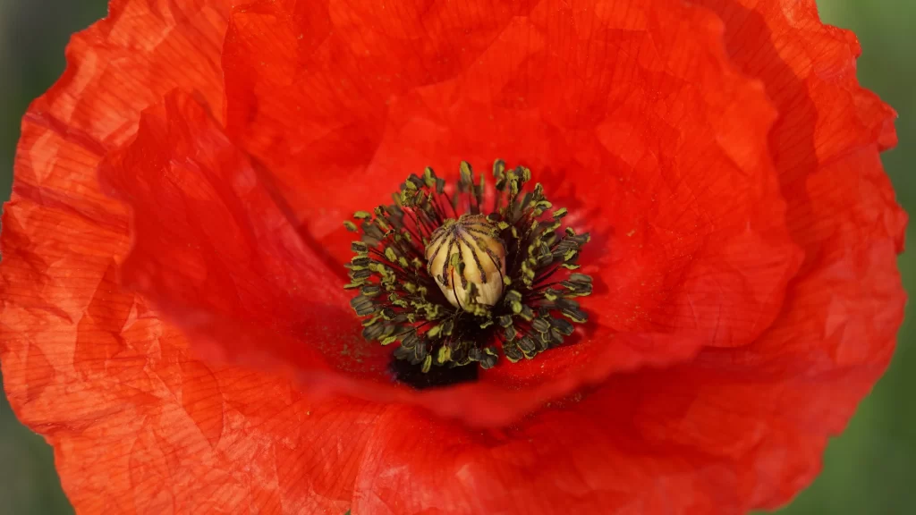 Red Corn Poppy Petals Center Stamens