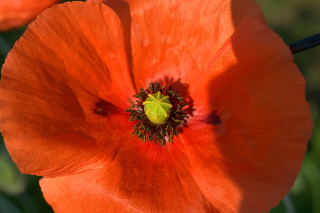 Red Corn Poppy Petals Center Green