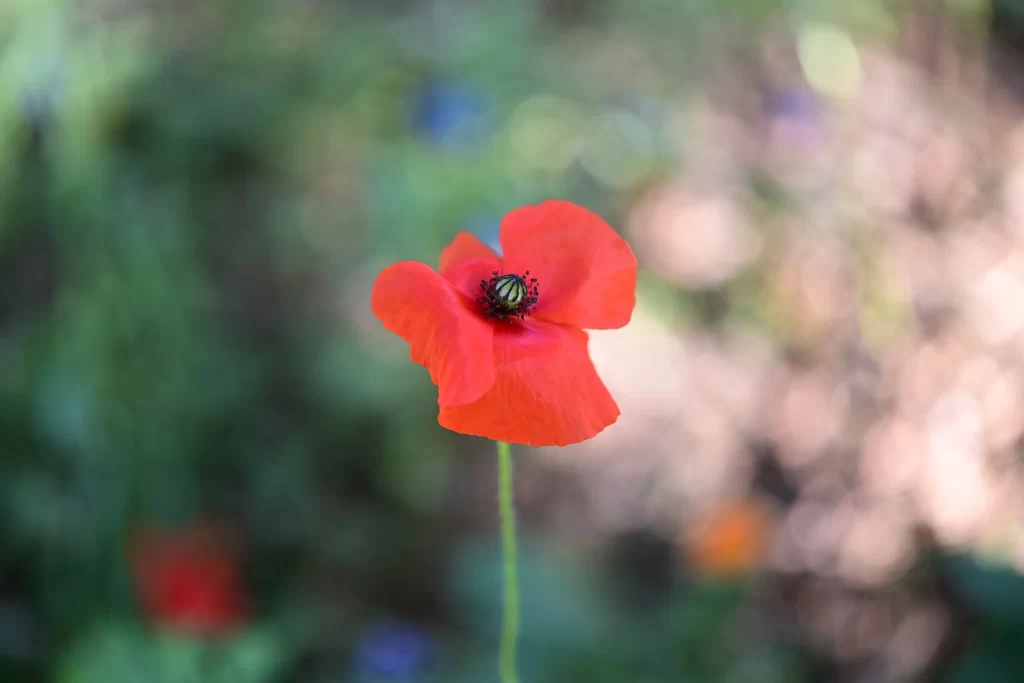 Red Corn Poppy Petals Center Green Stem