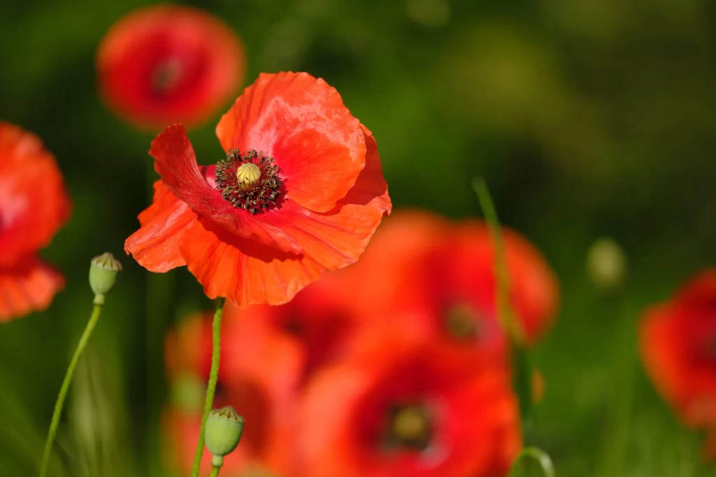 Red Corn Poppy Petals Center warm Green