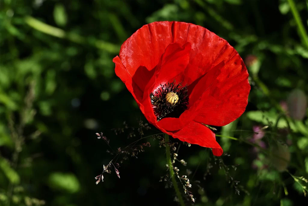 Red Corn Poppy Petals Center dark Green