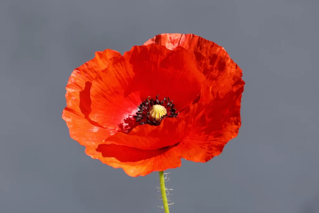 Red Corn Poppy Petals Center warm Stamen