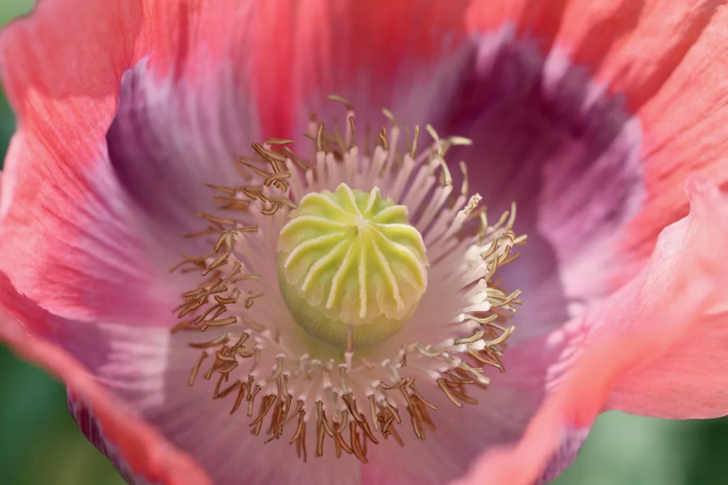 Red Corn Poppy Petals Center warm Stamen