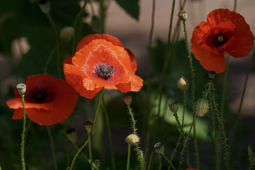 Red Corn Poppy Petals Center Green Stems