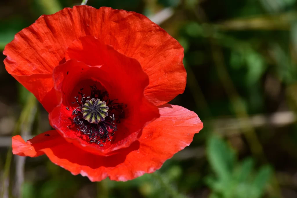Red Corn Poppy Petals Center warm Stamen