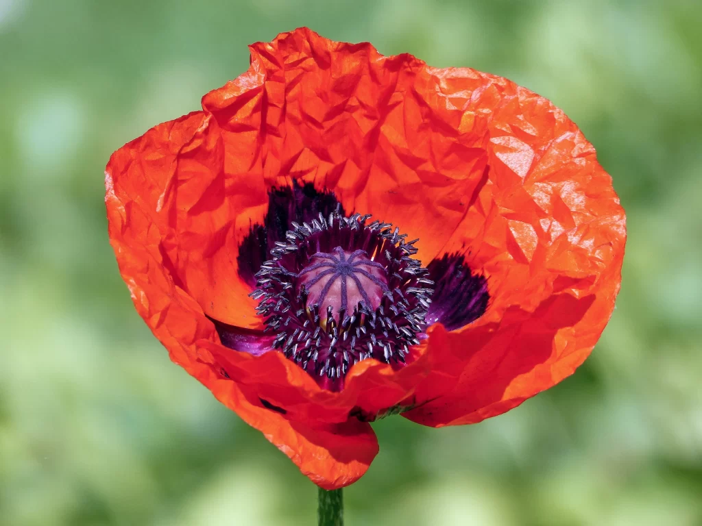 Red Corn Poppy Petals Crinkled Center Dark Purple