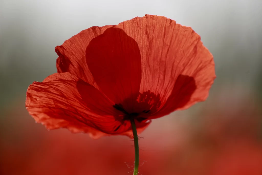 Red Corn Poppy Petals Delicate Texture