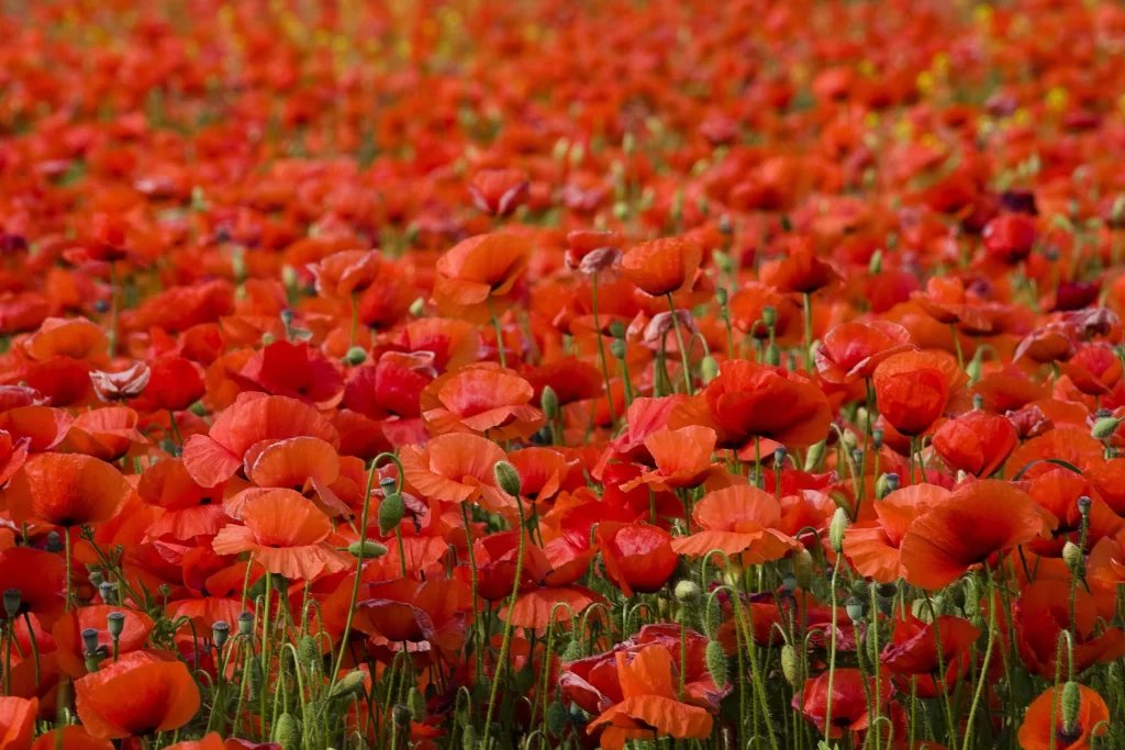 Red Corn Poppy Petals Dense Field