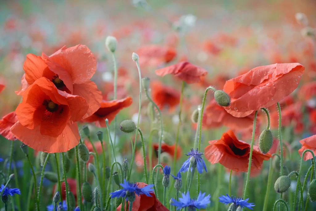 Red Corn Poppy Petals Dewdrops Blue Cornflower