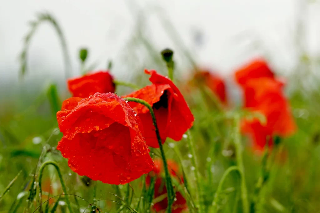 Red Corn Poppy Petals Dewdrops Green warm Stems