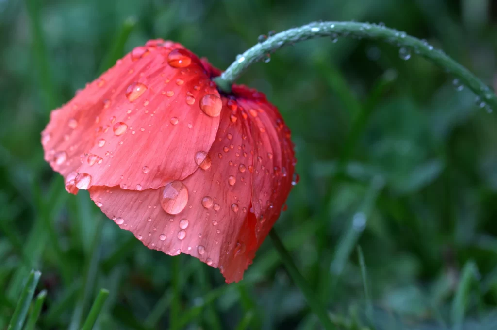 Red Corn Poppy Petals Dewdrops Green Grass