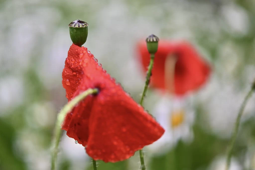 Red Corn Poppy Petals Dewdrops Green gray Stems