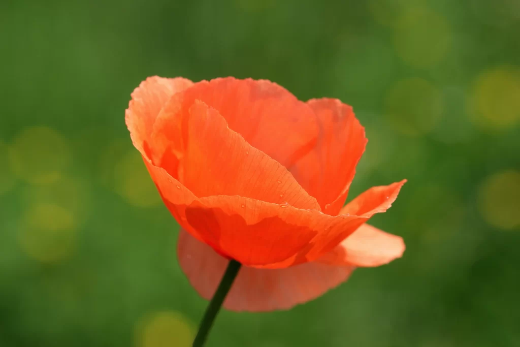 Red Corn Poppy Petals Dewdrops Green Background