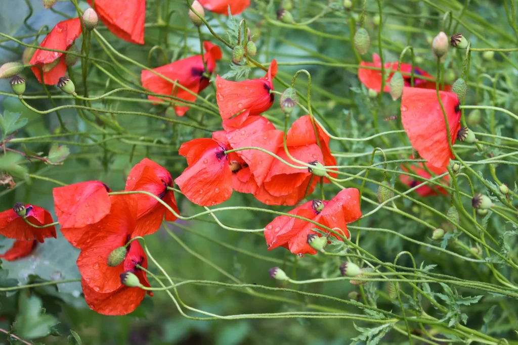 Red Corn Poppy Petals Dewdrops Green warm Stems