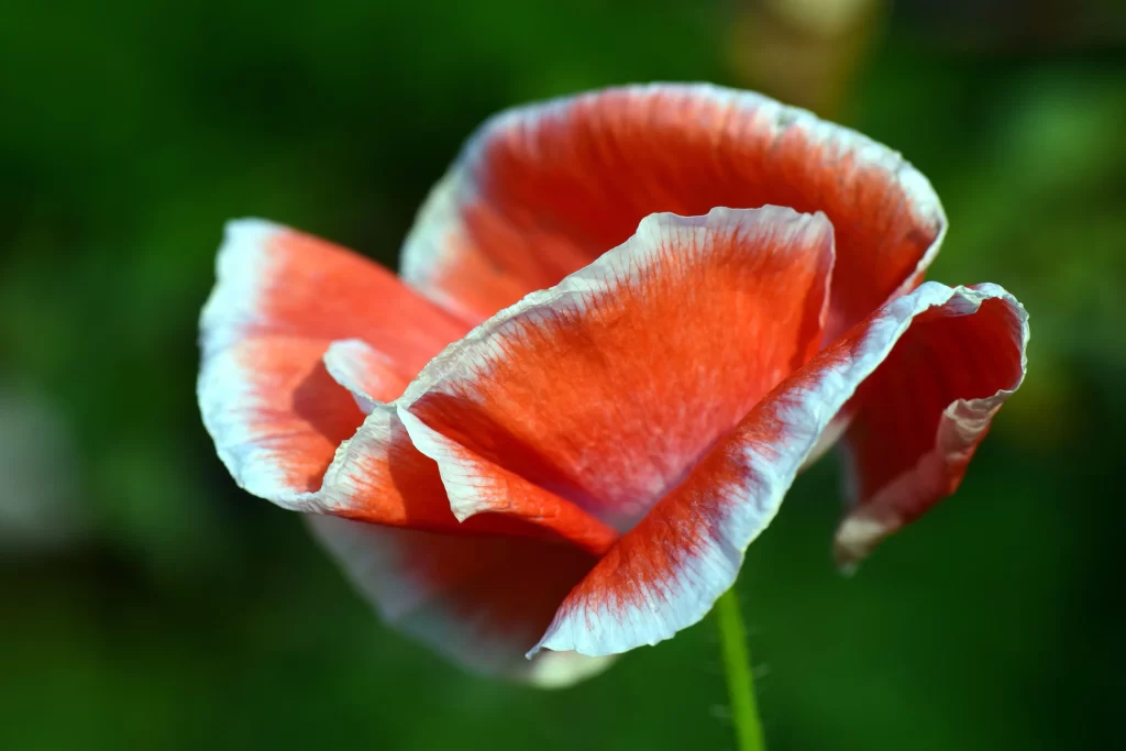 Red Corn Poppy Petals Edges Green