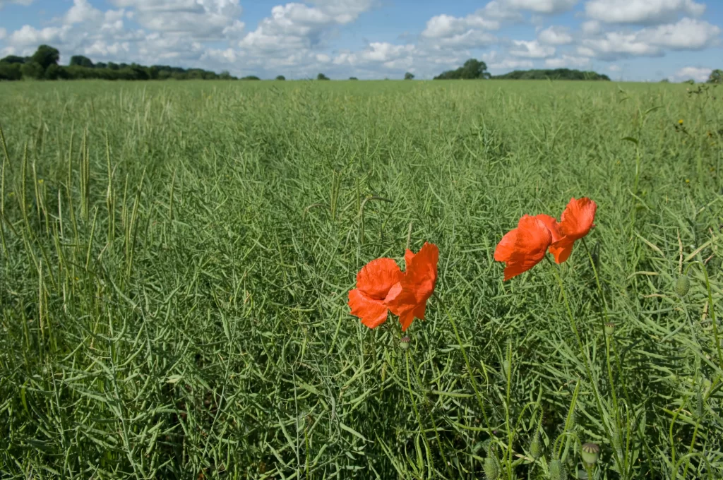 Red Corn Poppy Petals Field Green