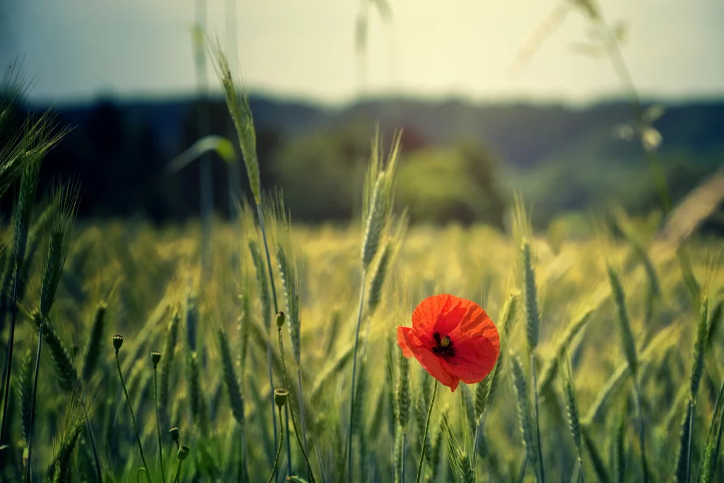 Red Corn Poppy Petals Field Sunlight