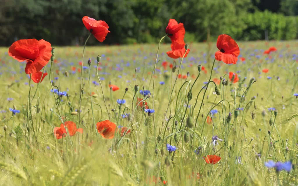 Red Corn Poppy Petals Field Greenery