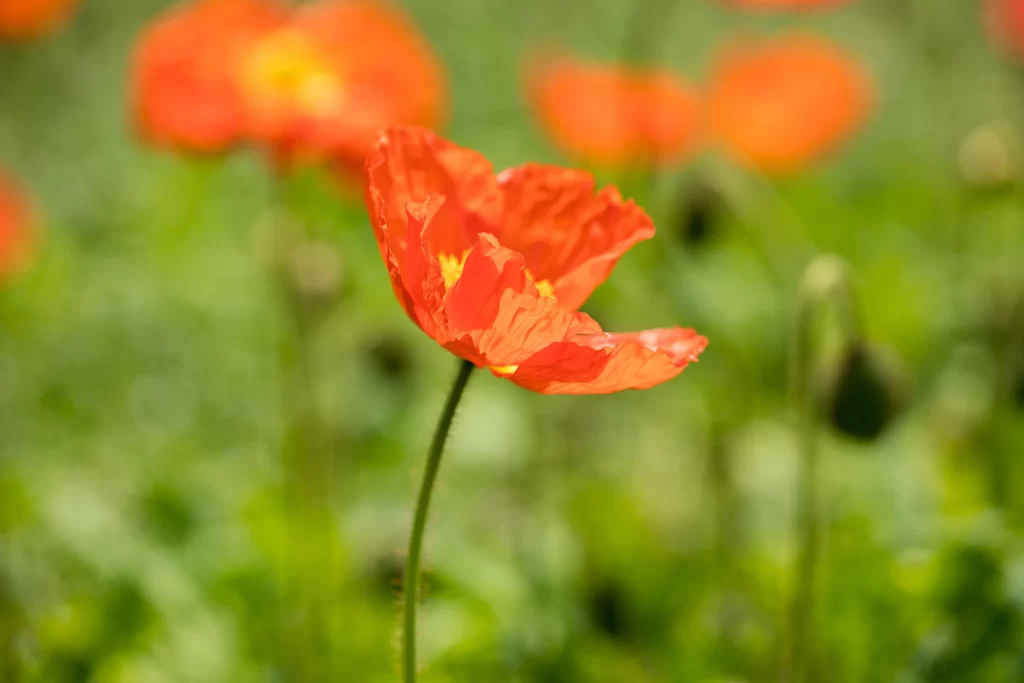 Red Corn Poppy Petals Green Stalk