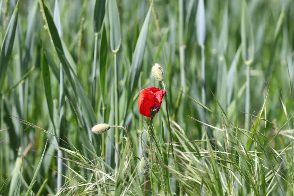 Red Corn Poppy Petals Green warm Grass