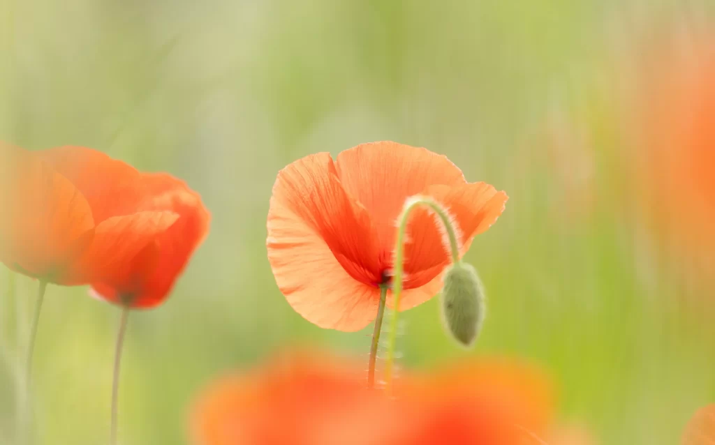 Red Corn Poppy Petals Green warm Background