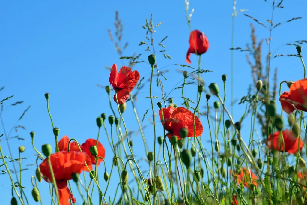 Red Corn Poppy Petals Green Stems Blue cool Sky