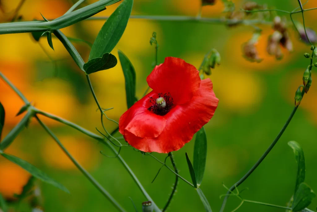 Red Corn Poppy Petals Green warm Stems