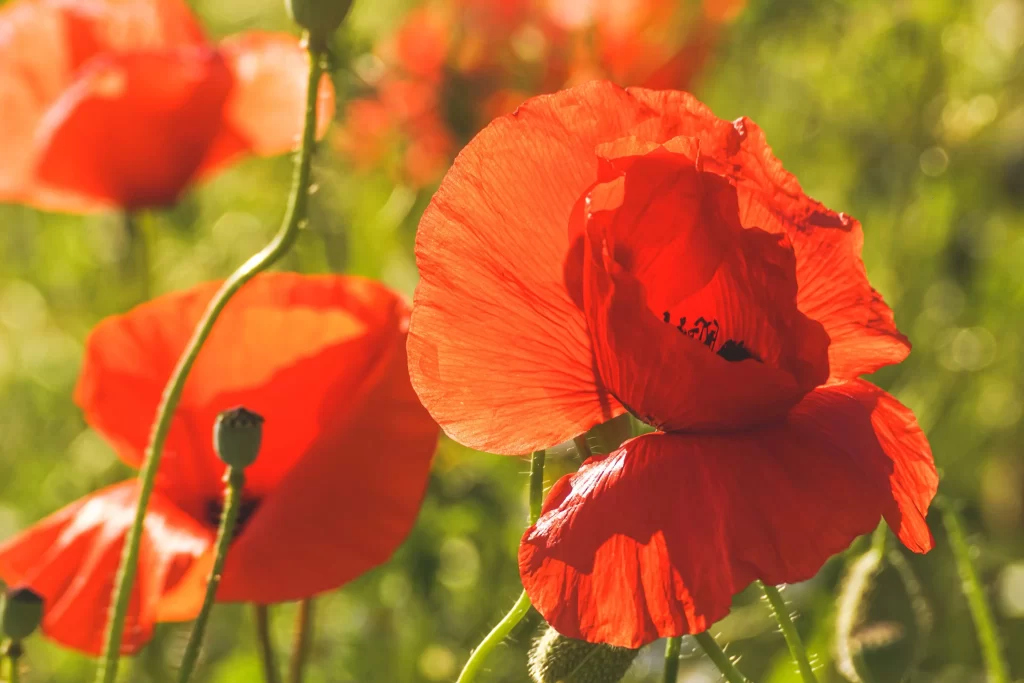 Red Corn Poppy Petals Green warm Stems
