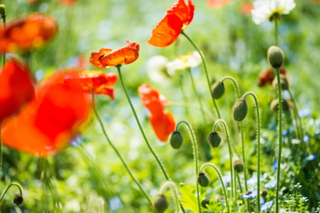 Red Corn Poppy Petals Green Stems Sunlit