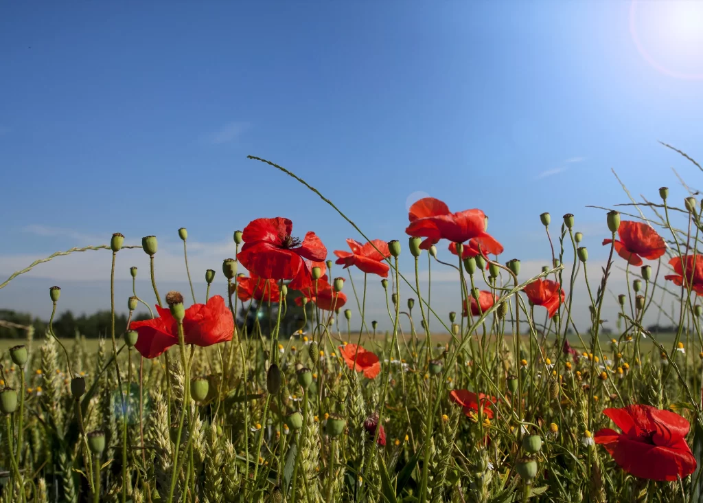 Red Corn Poppy Petals Green Stems Blue gray Sky