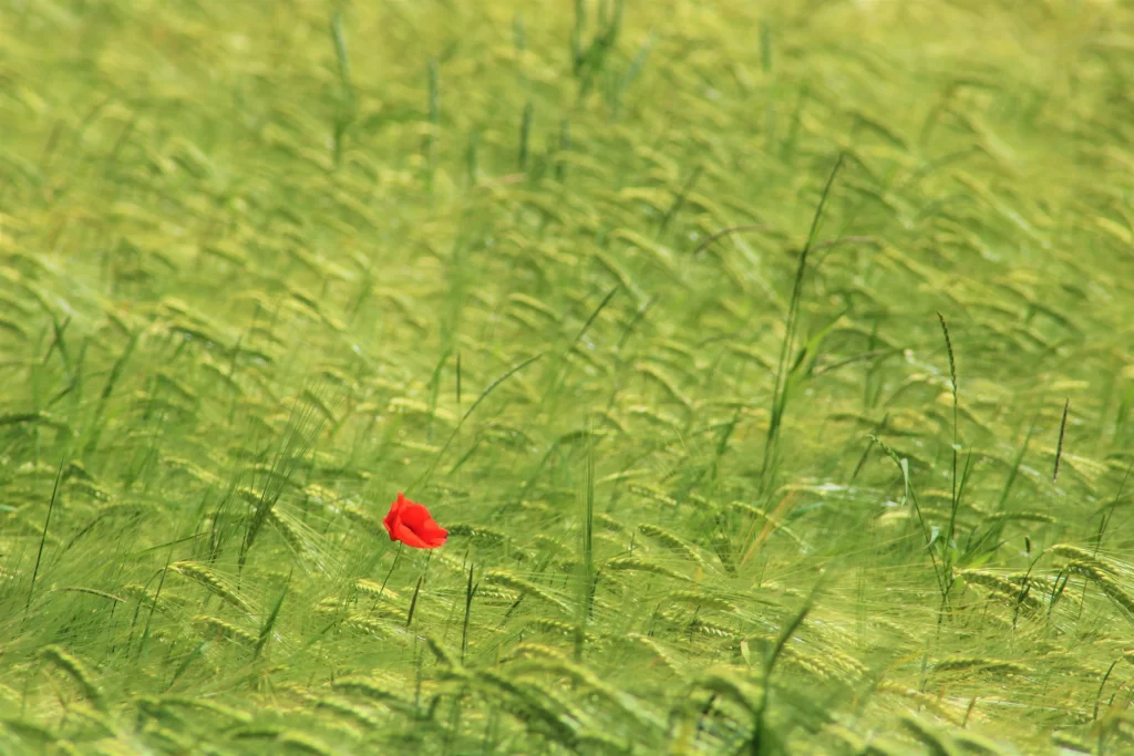 Red Corn Poppy Petals Green Field