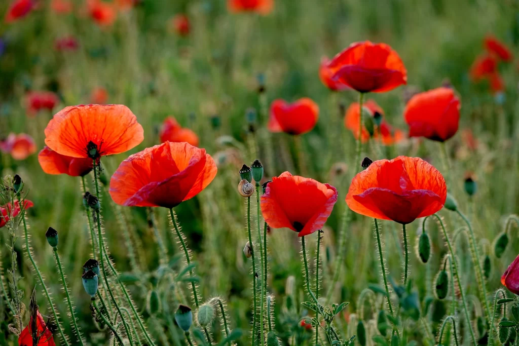 Red Corn Poppy Petals Green warm Stems