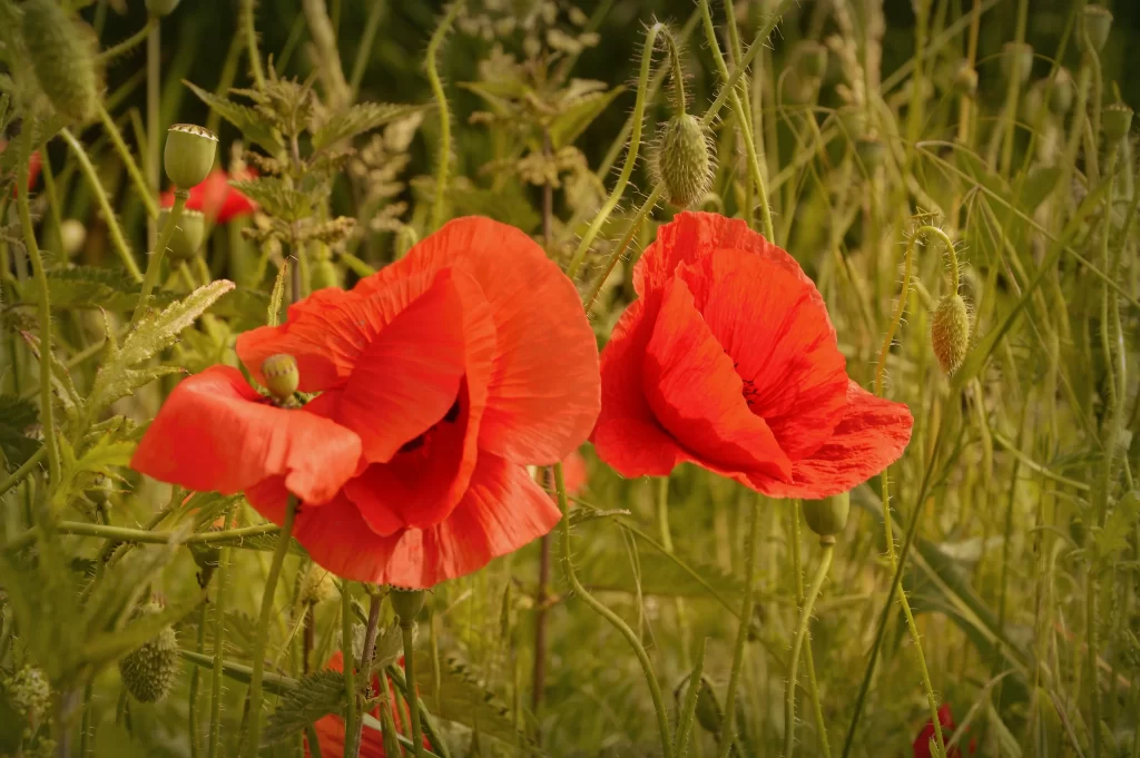 Red Corn Poppy Petals Green warm Stems