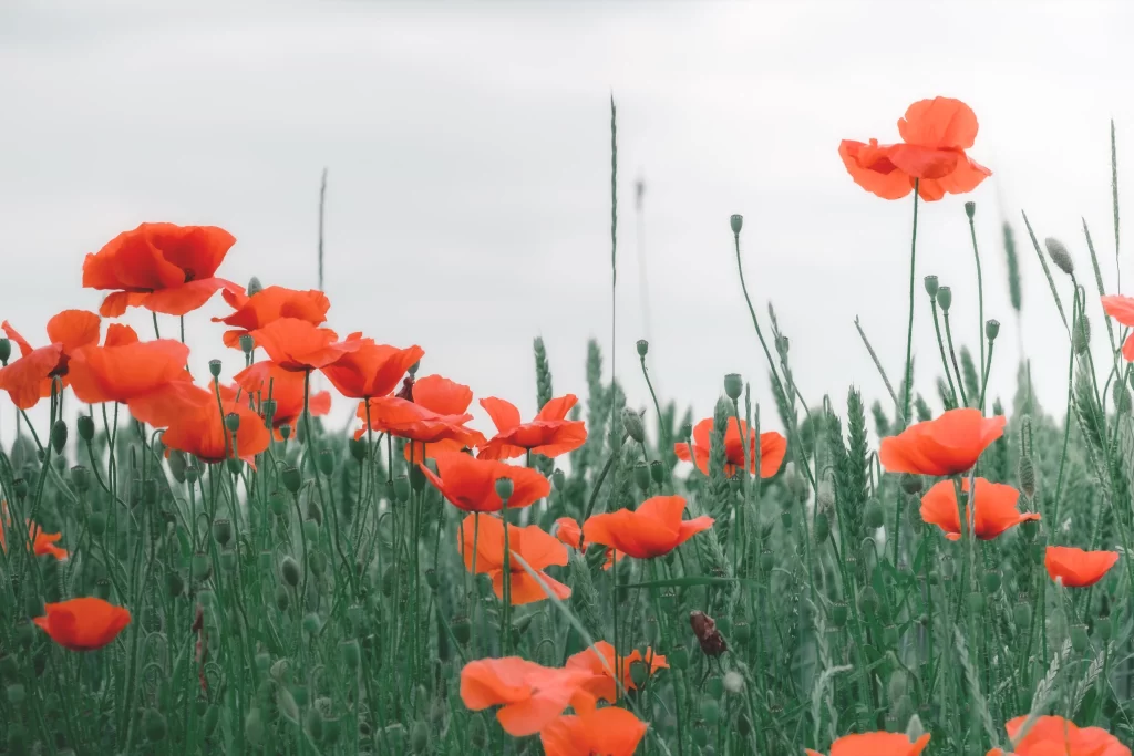 Red Corn Poppy Petals Green Stems gray Field