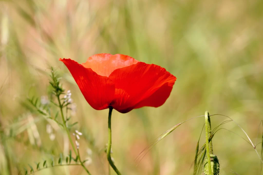 Red Corn Poppy Petals Green warm Stems