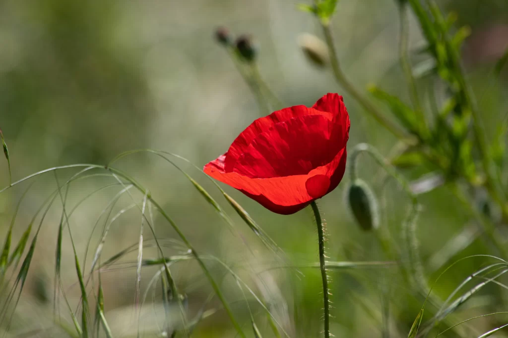 Red Corn Poppy Petals Green warm Grass