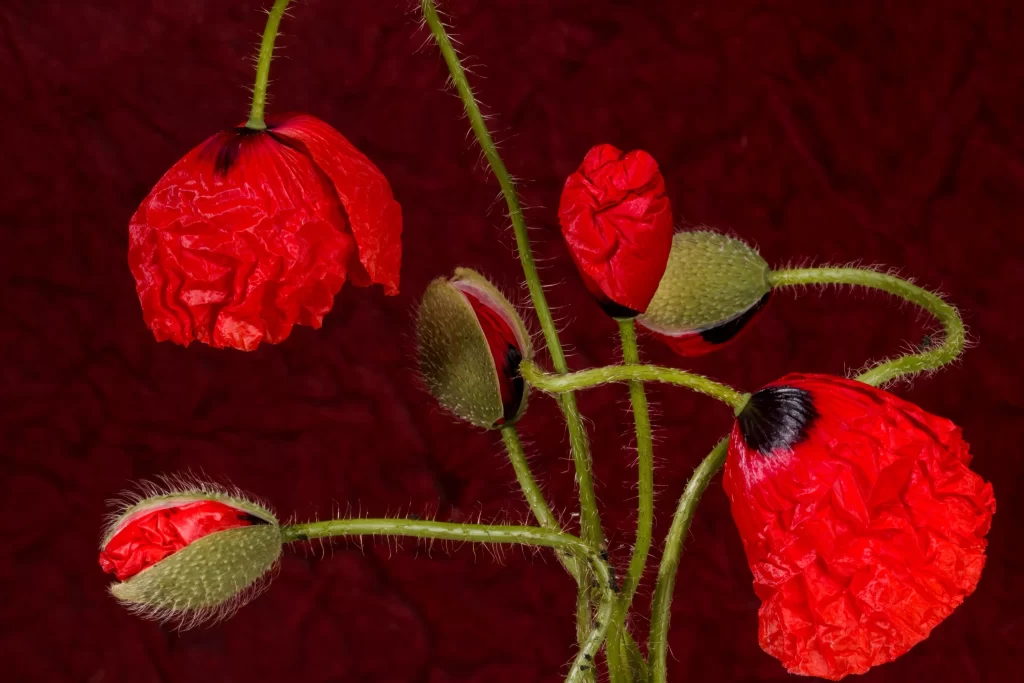 Red Corn Poppy Petals Green warm Stems