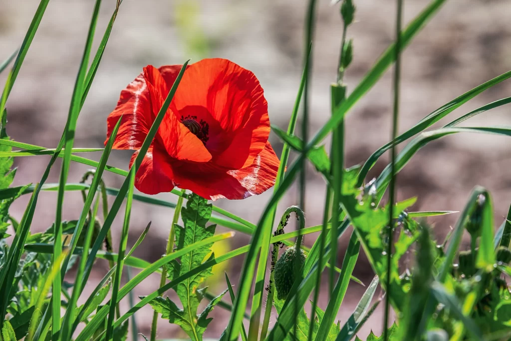 Red Corn Poppy Petals Green warm Leaves