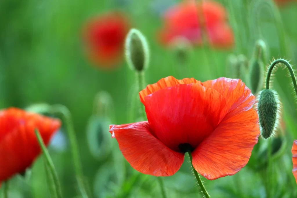 Red Corn Poppy Petals Green warm Stems