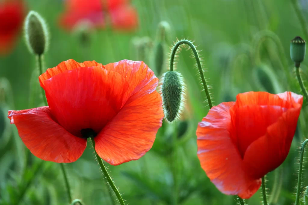 Red Corn Poppy Petals Green warm Stems