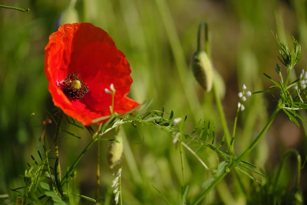 Red Corn Poppy Petals Green Foliage