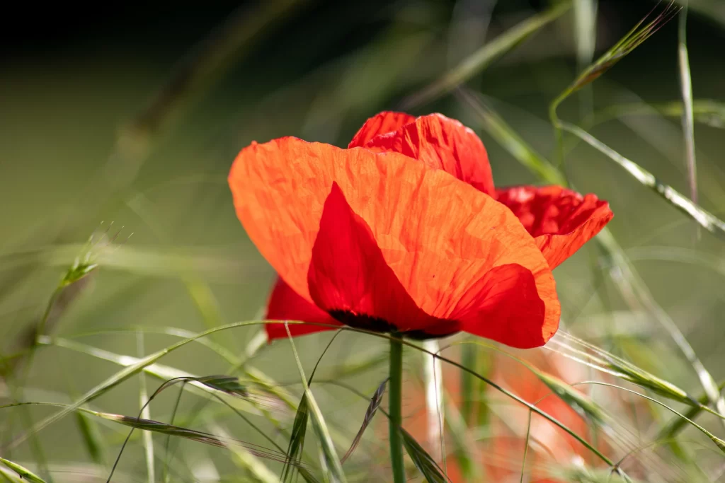 Red Corn Poppy Petals Green warm Grass