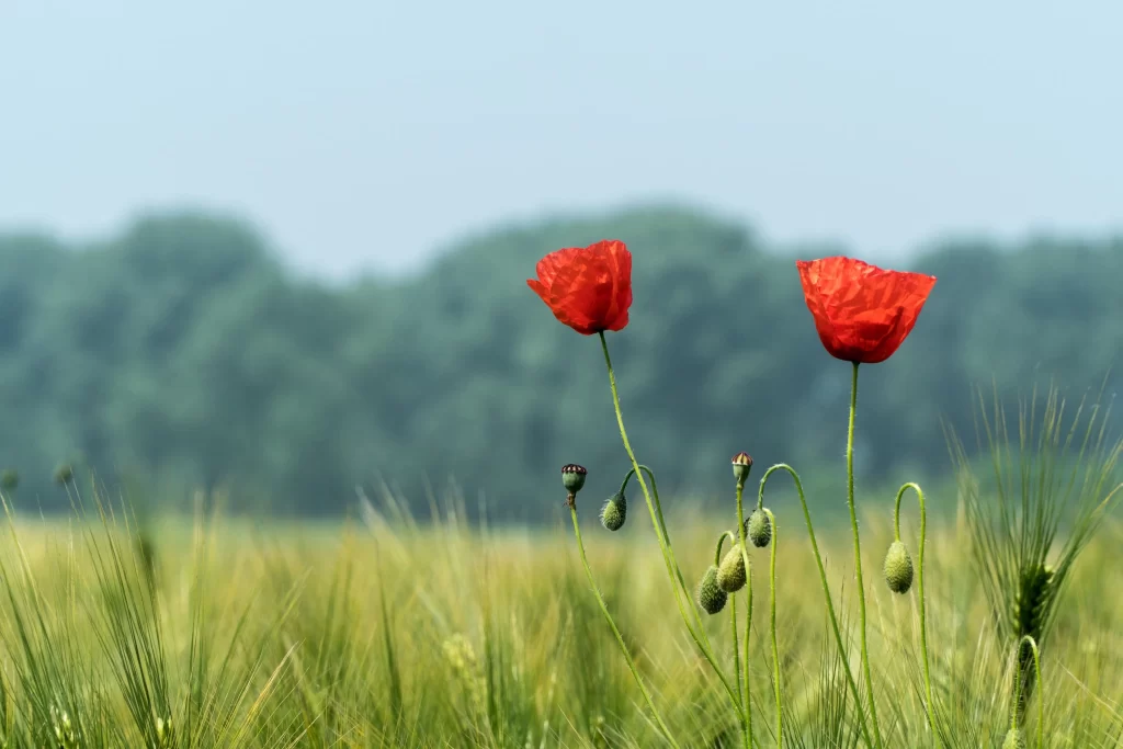 Red Corn Poppy Petals Green Stalks Field