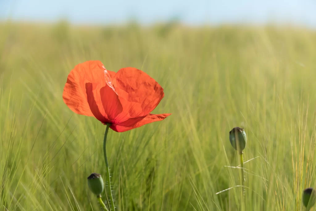 Red Corn Poppy Petals Green warm Grass