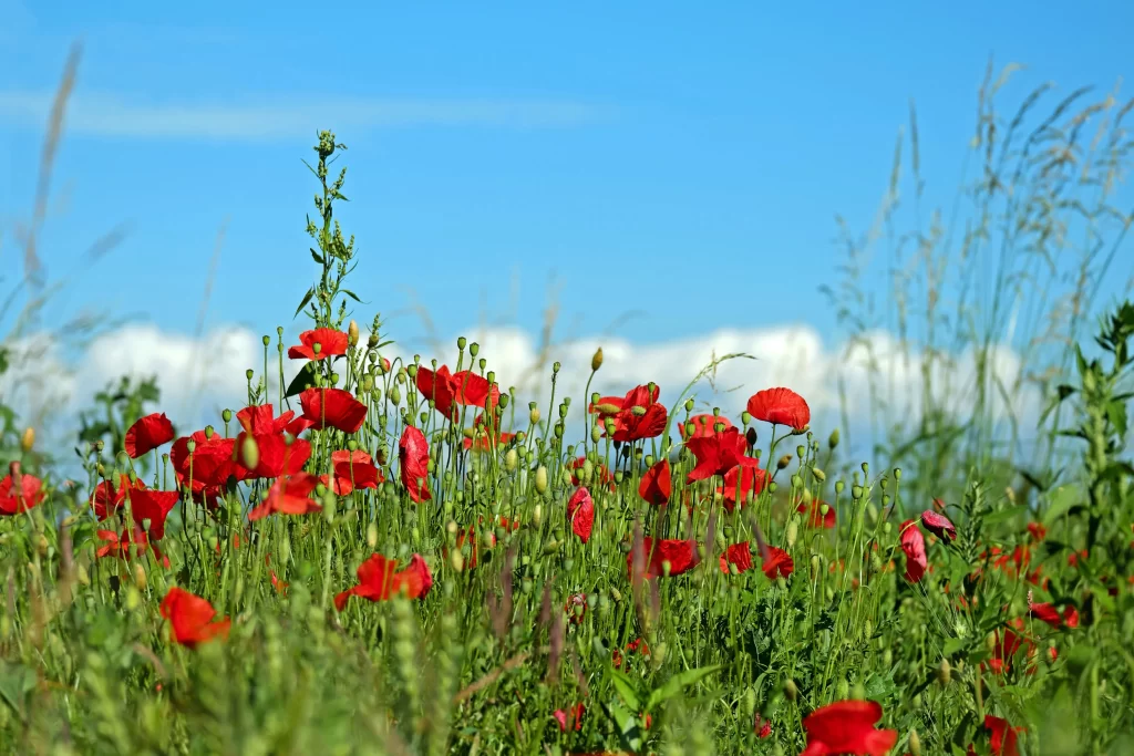 Red Corn Poppy Petals Green Stems Blue cool Sky